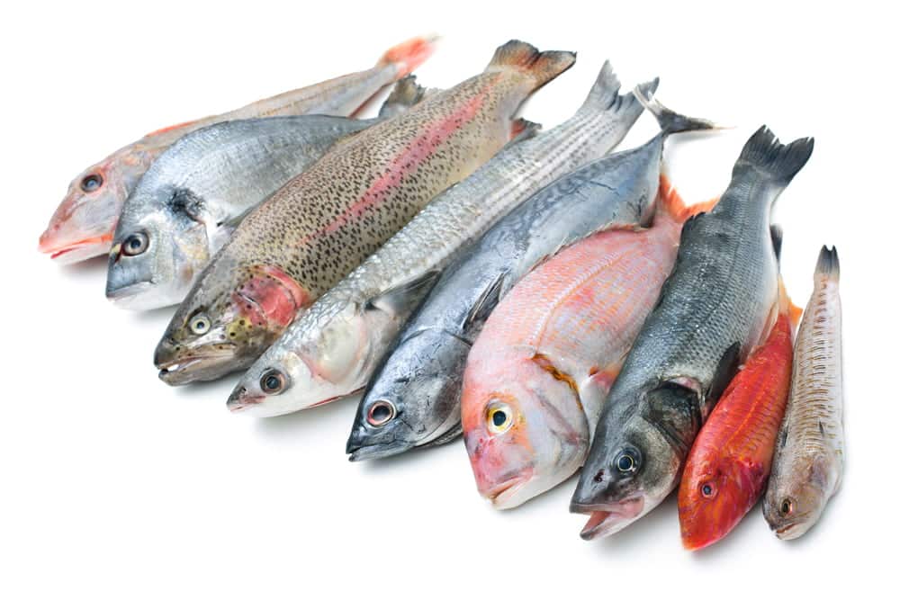 variedad pescados baratos